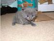 blue persian x kitten. i have a stunning blue persian....