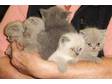 British Short Hair Kittens-really beautiful,  playful, ....