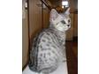 Silver Tabby Christmas Bundle