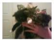 Kittens. 3 Gorgouse Kittens 1 Female Black With A Touch....