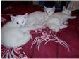 Pure White Kiiten for sale