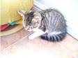 8 week old half bengal female only 99. hi,  i have....