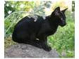 STUNNING BLACK ORIENTAL KITTENS - Male