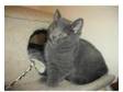 3/4 British short hair cross kittens. Blue British short....