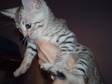 Beautifull Silver Spotted and Marble Bengal Kittens , !!!