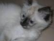 beautiful pedigree ragdoll kittens. just three georgous....