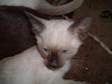 2 SIAMESE SEAL point kittens boy and girlgccf reg....