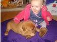 Dogue de Bordeaux Puppies 4 Sale. Dogue de Bordeaux Pups....