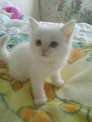 Two female ragdoll kittens for sale