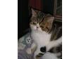 Pedigree Persian Exotic Kittens. Brown Tabby & White.....