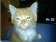 8 week old ginger long haired female kitten for sale. 8....