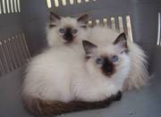 Pedigree Ragdoll Kittens - Ready Now