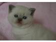 British Shorthair Lilac Colourpoint