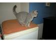 Pedigree British Shorthair 7 months