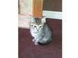 kittens 3 male & 1 female. 2 x all tabby males 1x tabby....