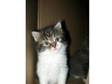 1 girl kitten left. Hi My name is Gizmo,  i am a female....