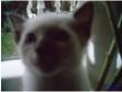 Beautiful Siamese x Ragdoll male blue point kitten ready now.