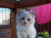 Ragdoll Kittens Ready Now