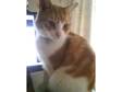 Ginger/White Neutered cat missing from back of Heartlands Hospital