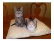 British Shorthair Kittens For Sale. Two beautiful....