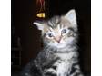 Cute Tabby Kitten