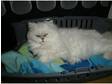 white persian female