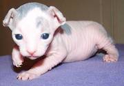 Hairless G.C.C.F Sphynx Kittens For Sale