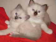 Birman kittens for sale