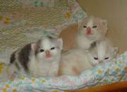 Scottish Fold kittens for sale