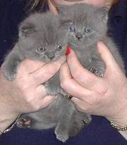 British Shorthair kittens for sale