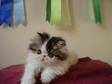 PERSIAN BI-COLOUR and MacTabby kittens for sale. Show, ....