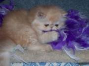 Persian Kittens for Sale