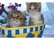 Exotic (shorthair persians)