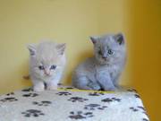 British Shorthair Kittens For Sale