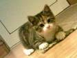 Beautiful 3 coloured kitten - brown,  white & peach. 15....