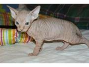 Beautiful Sphynx Kittens