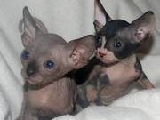 Gorgeous very bald G.C.C.F Sphynx babies