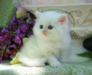 Lovely Persian Kitten for Sale