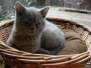 Beautiful Lilac Bsh Kitten For Sale