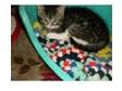 tabby kitten. we have an 8 week old kitten male in our....