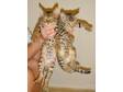 Pedigree Bengal kittens quick sale Pedigree Bengal....