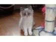 4 gccf reg ragdoll kittens for sale. GCCF Reg 2 seal....