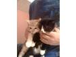 NOT MAINE coon kittens!!2 wonderful kittnes available....