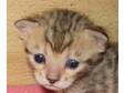 *******Bengal kittens full Pedigree*******. Full....