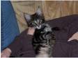 maine coon kittens for sale