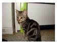 male marbled tabby. 1 male marbled tabby kitten 8 weeks....