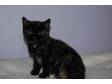 Pedigree british shorthair black tortie female. ready....