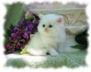 persian kitten for sale