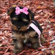 yorkshire terrier pups