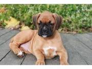 M/F Gorgeous Boxer Puppies